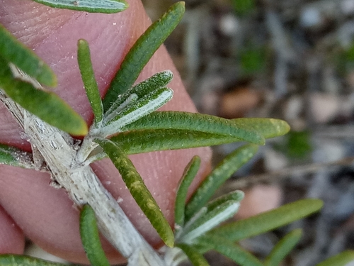 Image of Salvia jordanii by (c) Karim Haddad, some rights reserved (CC BY)