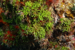 Caulerpa webbiana