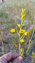 Eulophia odontoglossa