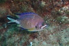 Chromis limbata