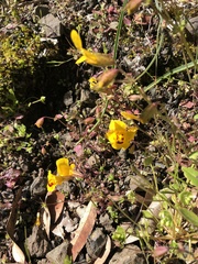 Erythranthe microphylla