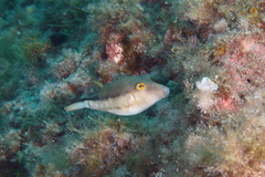 Canthigaster capistrata