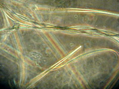 Phormidium nigroviride