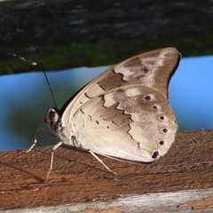 Archaeoprepona demophoon