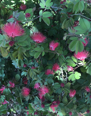 Calliandra californica