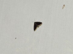 Micrathetis canifimbria