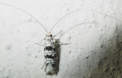 Adelidae