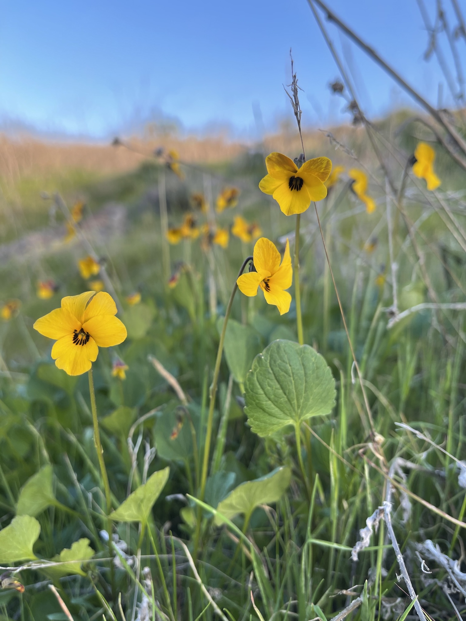 Viola pedunculata