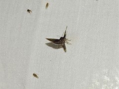 Micrathetis canifimbria