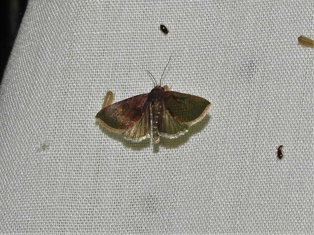 Micrathetis canifimbria