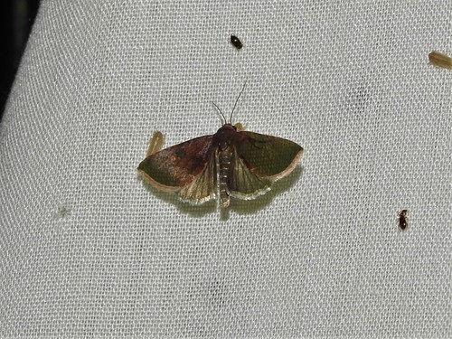 Micrathetis canifimbria