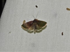 Micrathetis canifimbria