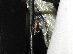 Micrathetis canifimbria
