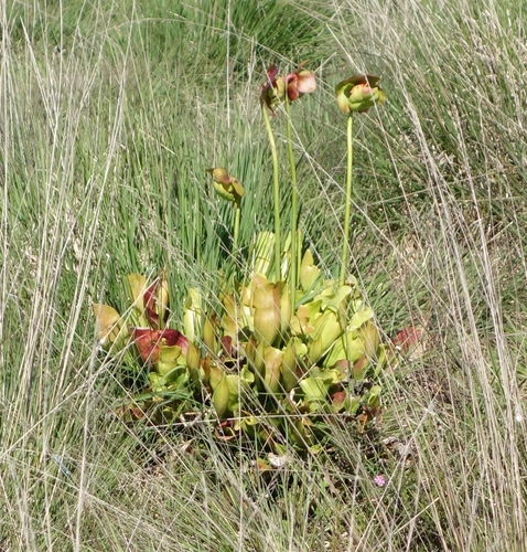 Sarracenia purpurea