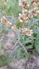 Pterocaulon
