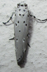 Ethmia circumdatella