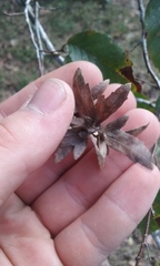 Carpinus caroliniana caroliniana