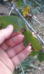 Carpinus caroliniana caroliniana