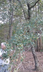 Carpinus caroliniana caroliniana
