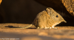 Elephantulus pilicaudus