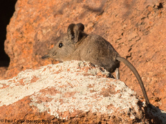 Elephantulus pilicaudus