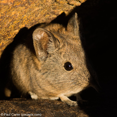 Elephantulus pilicaudus