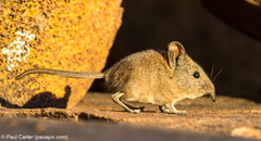 Elephantulus pilicaudus