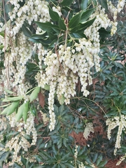 Pieris