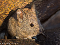 Elephantulus pilicaudus