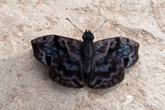 Ebrietas