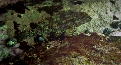 Chironemus marmoratus