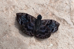 Ebrietas