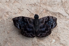 Ebrietas