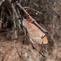 Hemileuca rubridorsa