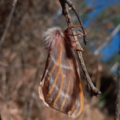 Hemileuca rubridorsa