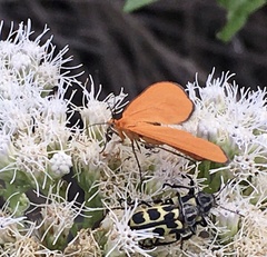 Eudulophasia invaria