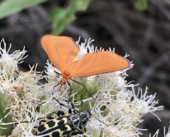 Eudulophasia invaria