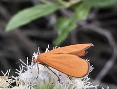 Eudulophasia invaria