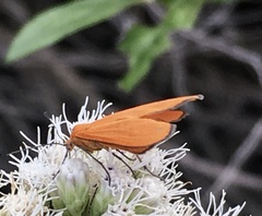 Eudulophasia invaria