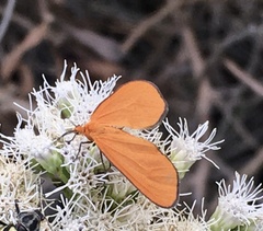 Eudulophasia invaria