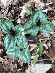 Trillium decumbens