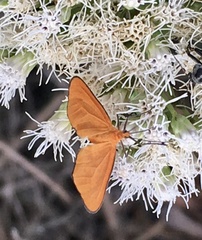 Eudulophasia invaria