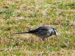 Motacilla alba lugens