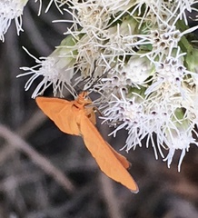 Eudulophasia invaria