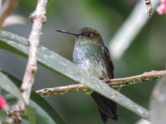 Haplophaedia aureliae