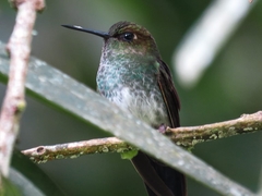 Haplophaedia aureliae