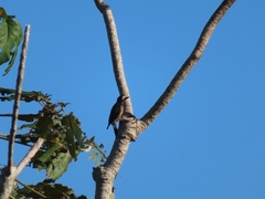 Melanerpes portoricensis