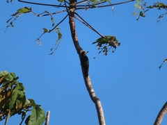 Melanerpes portoricensis