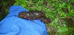 Euastacus