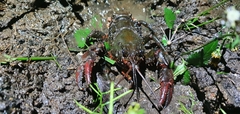 Euastacus